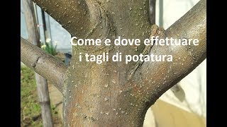 Come e dove fare i tagli di potatura [upl. by Nazar]