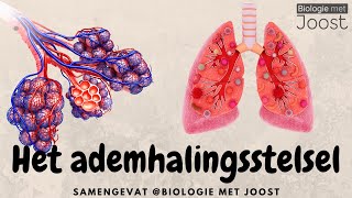 Het ademhalingsstelsel  Samenvatting [upl. by Eerat]