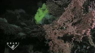 Davidson Seamount The Biology of an Underwater Mountain [upl. by Ahser]