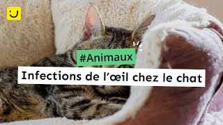 Infections de l’œil chez le chat [upl. by Harl]