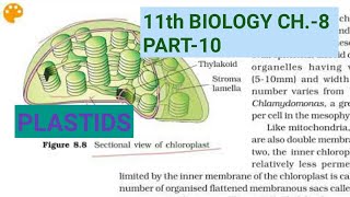 Class 11 Biology Ch8Part10PlastidsStudy with Farru [upl. by Irafat]