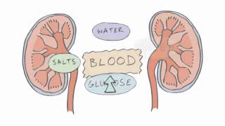 New GCSE BBC Bitesize  Homeostasis [upl. by Gerome805]