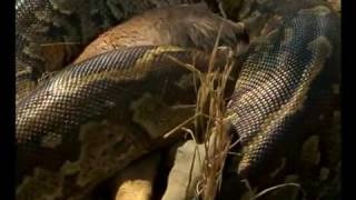 Les Serpents DAfrique  Documentaire [upl. by Ermey72]