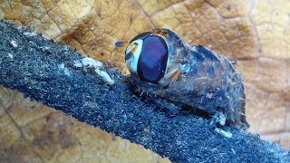 Syrphid Fly  Hover Fly Larva Emerging from Pupa and Preparing to Fly male Dioprosopa clavata [upl. by Ajaj]