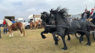 Expoziție de cai Săcădat Bihor2023 [upl. by Andee]