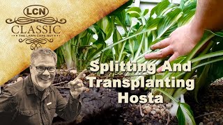 Splitting And Transplanting Hosta  Step By Step [upl. by Lindberg599]