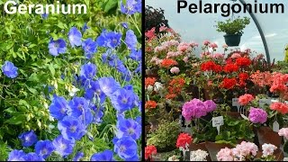 What Is A Geranium amp What Is A Pelargonium [upl. by Einnor]