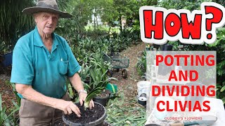 How To Repot And Divide Clivias [upl. by Leahkim]