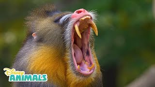 Mandrills  Disney Animals  Disney Junior [upl. by Annadroj246]