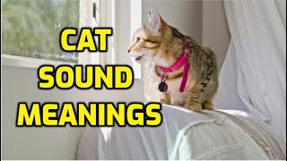 Why Do Cats Chatter And Chirp [upl. by Aley]