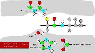 Serine Protease Mechanism [upl. by Elleniad232]