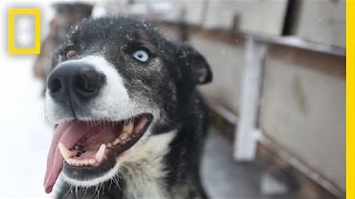 Sled Dogs More Than Meets the Eye  National Geographic [upl. by Aileduab]