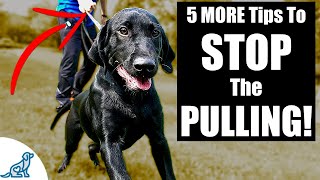 5 MORE Tips To Stop Your Dog From Pulling On The Leash [upl. by Ikkin]