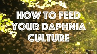 How To Feed Your Daphnia Culture [upl. by Selma318]