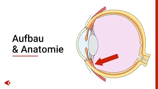 Das Auge  Aufbau und Anatomie [upl. by Edward]