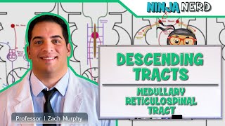 Neurology  Descending Tracts Medullary Reticulospinal Tract [upl. by Eirlav]