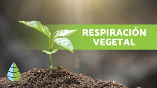 ¿Por dónde y cómo RESPIRAN las PLANTAS🌱 [upl. by Africah]