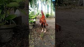 kokok Ayam Bangkok di Kampung [upl. by Elbas609]