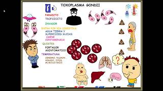 Toxoplasmosis toxoplasma gondii [upl. by Ari]