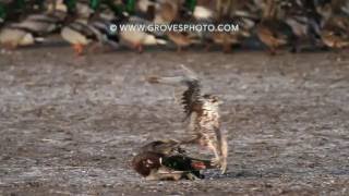 Prairie Falcon takes out a drake mallard [upl. by Saiff]