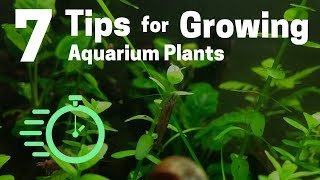 7 Tips for Growing Freshwater Plants in an Aquarium [upl. by Milton]