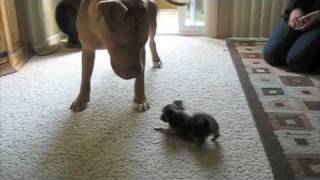 Pitbull vs Chihuahua play fight [upl. by Eigroeg]