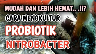 probiotiknitrobacter CARA MENGKULTUR PROBIOTIK SENDIRI [upl. by Okiam551]