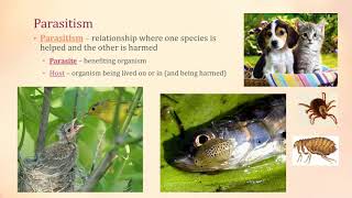 Symbiosis  Mutualism Parasitism Commensalism [upl. by Ennaoj]