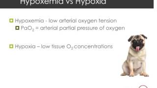 Hypoxia vs Hypoxemia [upl. by Alesiram299]