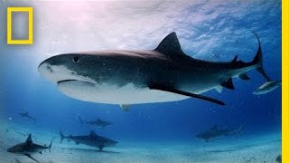 Tiger Sharks Swimming With an Awesome Predator  National Geographic [upl. by Gosser]