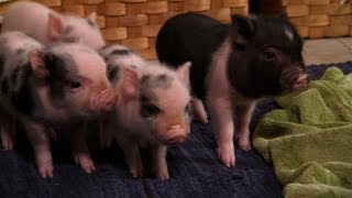 Perfectly Precious Potbelly Pigs  Too Cute [upl. by Seroka]