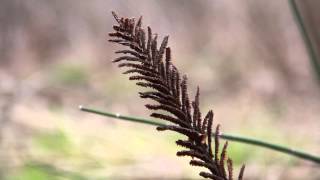 How do ostrich fern fiddleheads reproduce [upl. by Leahcimluap]