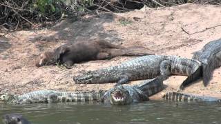 Giant otter and Yacare caiman [upl. by Durrej]