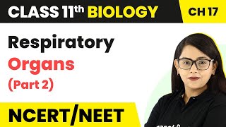 Class 11 Biology Chapter 17  Respiratory Organs Part 2  Breathing and Exchange of Gases [upl. by Shela784]