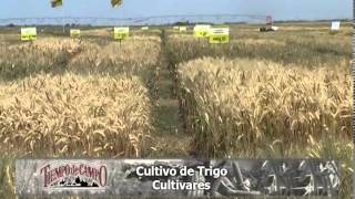 Cultivo de Trigo [upl. by Efren]