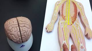 Peripheral Nervous System PNS lab models [upl. by Nappy]