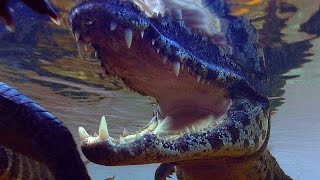 Caiman Snatches And Kills Stork  Planet Earth  BBC Earth [upl. by Aremihc]