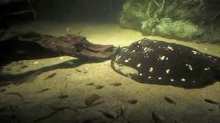 Behind the Scenes Freshwater Stingrays  California Academy of Sciences [upl. by Acnoib]