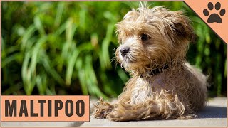 Maltipoo  Dog Breed Information [upl. by Obeng126]