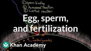 Egg sperm and fertilization  Behavior  MCAT  Khan Academy [upl. by Asseralc]