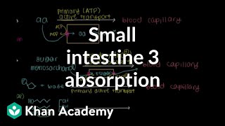 Small intestine 3 Absorption  Gastrointestinal system physiology  NCLEXRN  Khan Academy [upl. by Eisor]