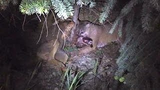 Cougar vs wolf Predators battle caught on camera in BC [upl. by Ahtelahs]