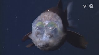 MBARIs Top 10 deepsea animals [upl. by Graubert113]