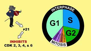 p53 Tumour Suppressor and MDM2 [upl. by Moya]