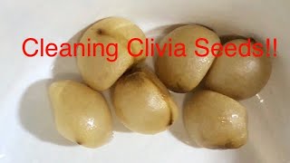 Cleaning your Clivia Seeds [upl. by Natalee]