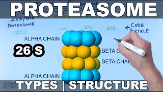 Proteasome  Types and Structures [upl. by Dimond854]