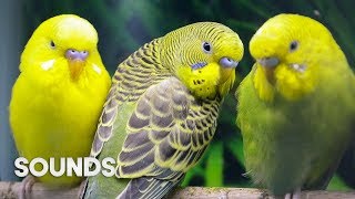 Budgies singing in Pet Store  Parakeet Sounds  1 Hour [upl. by Bellis]