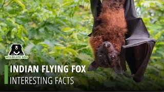 Facts About The Indian Flying Fox [upl. by Jannelle]