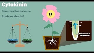 PLANT HORMONES  Auxin Gibberellin Cytokinin Ethylene Abscisic Acid [upl. by Hollander147]