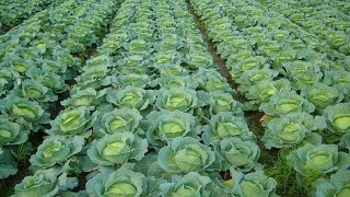 How to Grow Cabbage  Cabbage Farming and Cabbage Harvesting [upl. by Melbourne700]